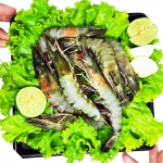 Shrimp - BIG PLATES Plain